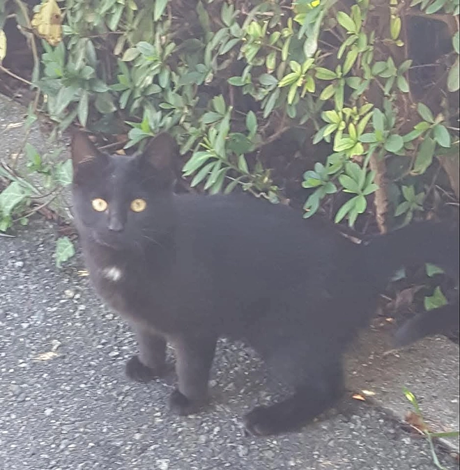 赤穂市　保護猫啓発活動計画ステップ2