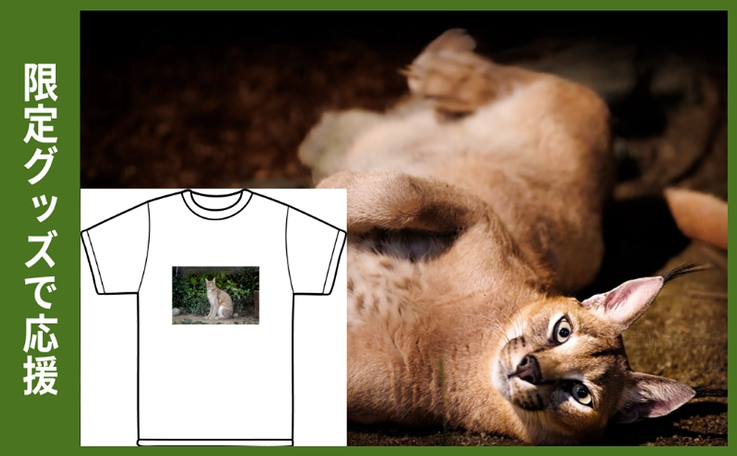 限定グッズで応援｜カラカル三昧コース TシャツVer.