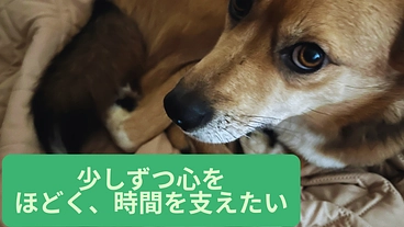 怖がりな命に“安心"をーー十勝の野犬・野良猫の命をつなぐ活動 のトップ画像