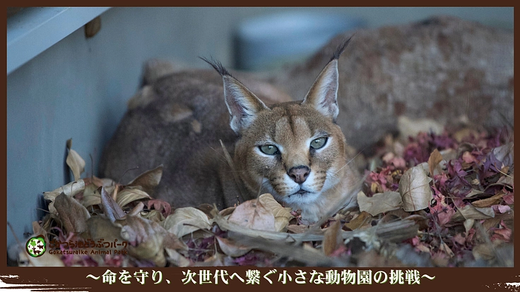 ごかつら池どうぶつパーク｜命を守り、次世代へ繋ぐ小さな動物園の挑戦 2枚目