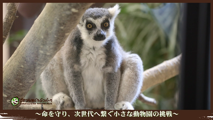 ごかつら池どうぶつパーク｜命を守り、次世代へ繋ぐ小さな動物園の挑戦 3枚目