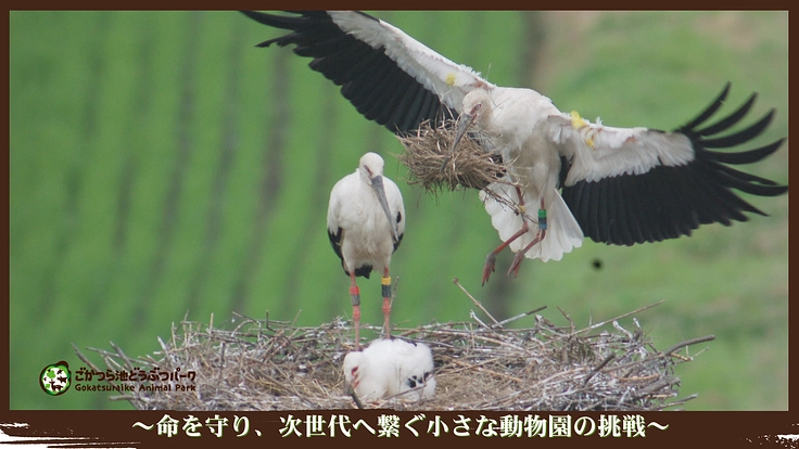 ごかつら池どうぶつパーク｜命を守り、次世代へ繋ぐ小さな動物園の挑戦 4枚目