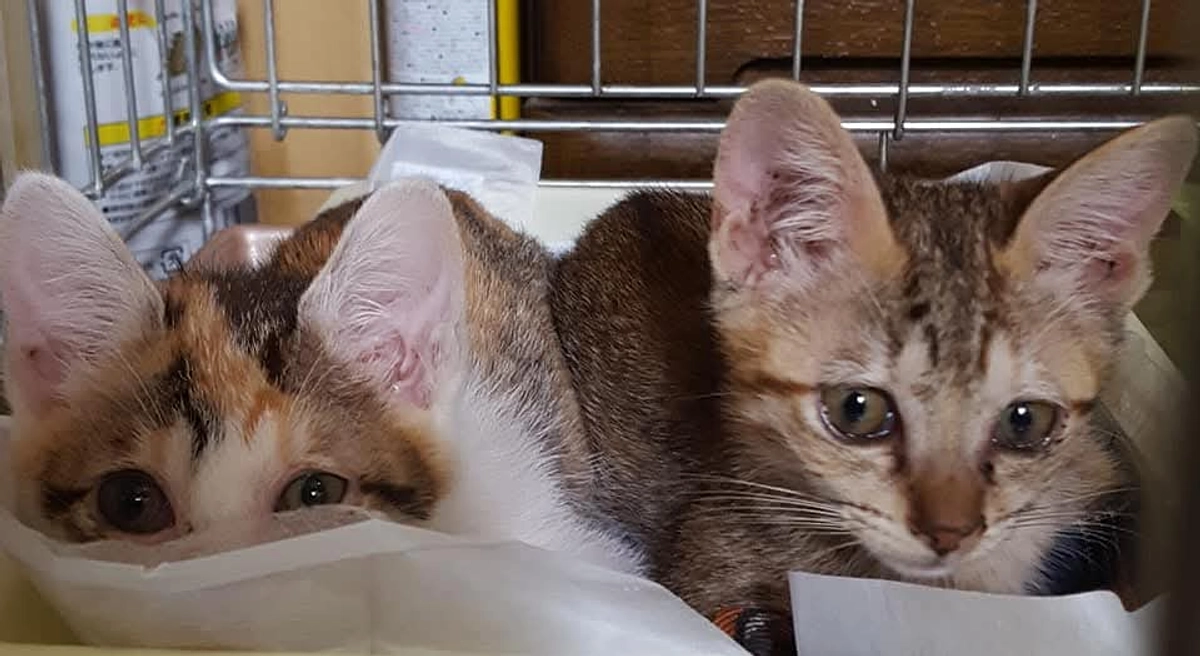 野良猫を他の場所に捨てるのも犯罪です。