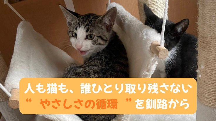 高齢者も安心。釧路の保護猫と『家族になれる宿』をつくりたい!