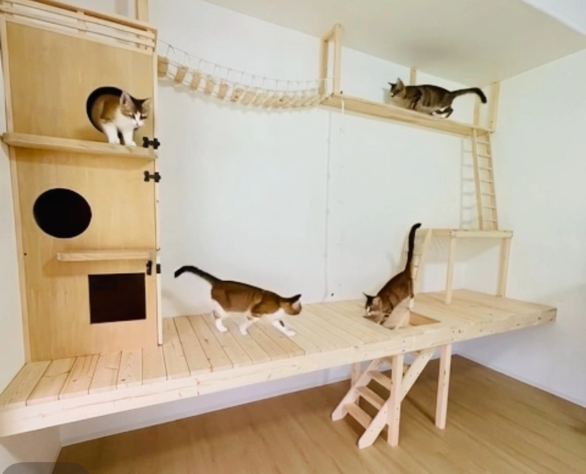 ありがとうございます！猫の施設が少しずつ生まれ変わっています～進捗報告