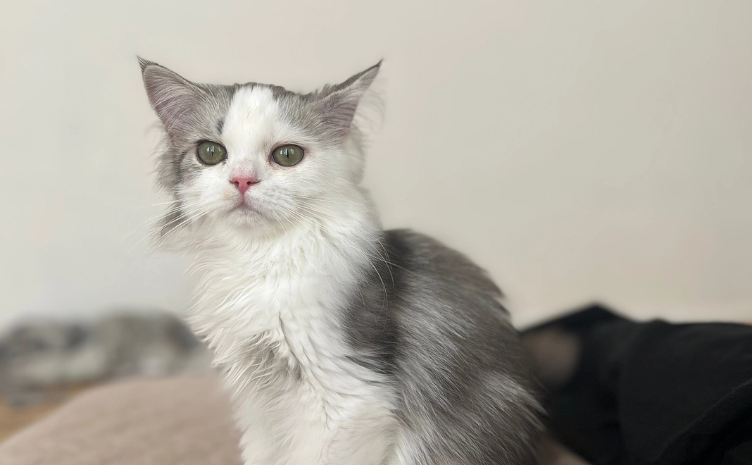 １　ぽちゃのために　感謝メール