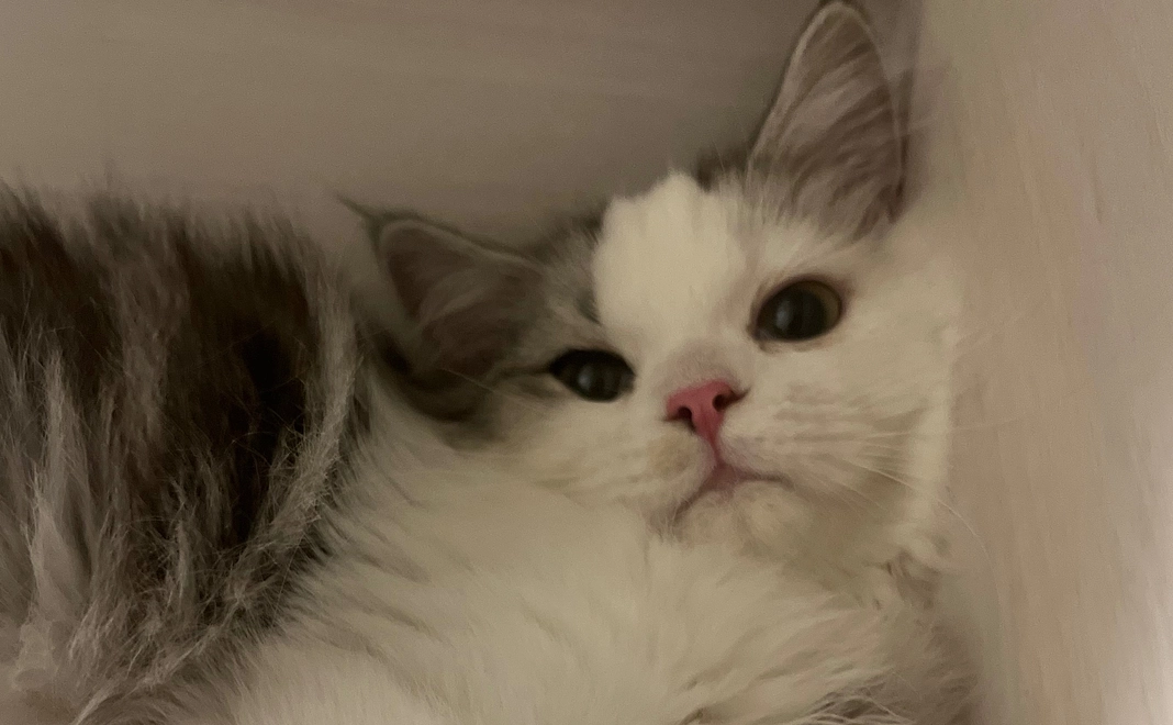 ２　ぽちゃのために　感謝メール