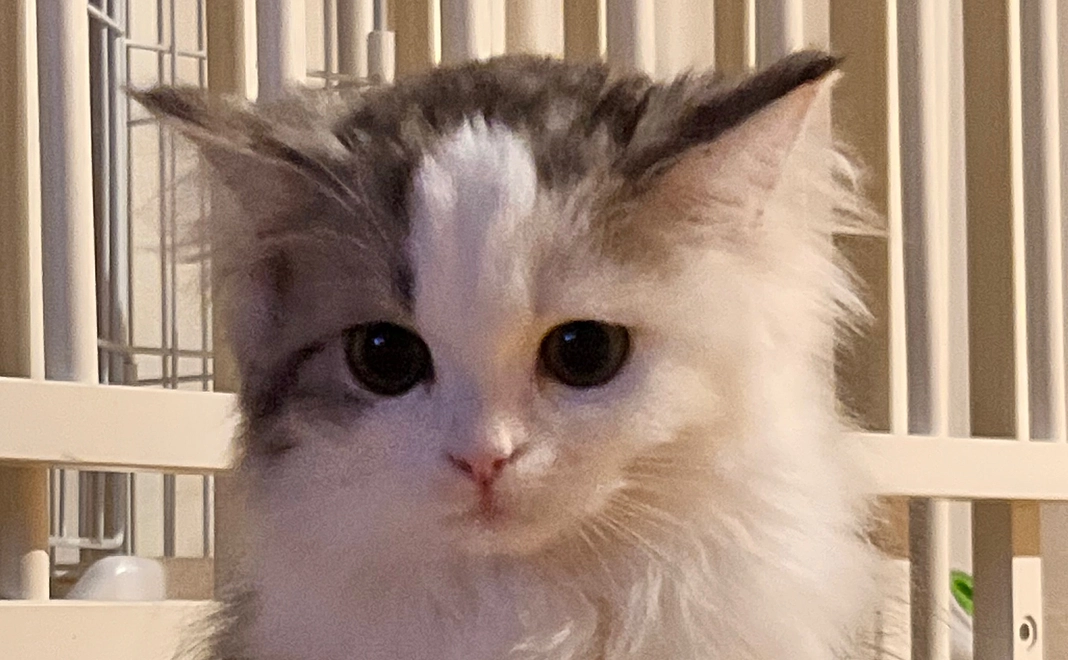 ２　ぽちゃのために　リターン不要