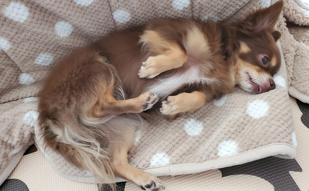 リターンなし　1000円