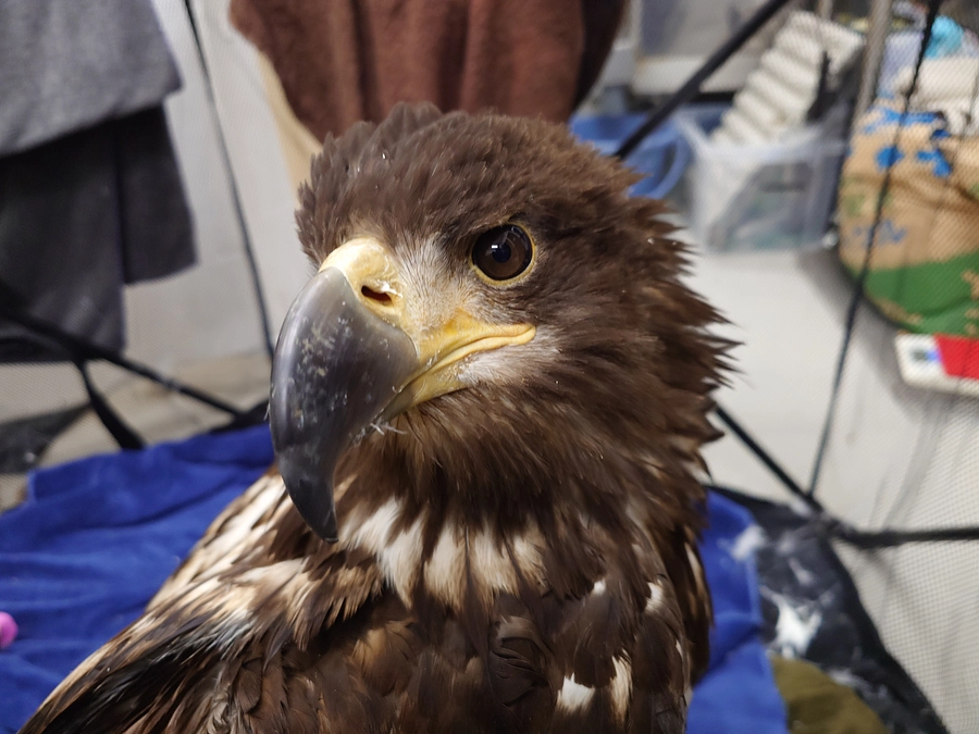 オジロワシの“ちとせちゃん”頑張ってます！