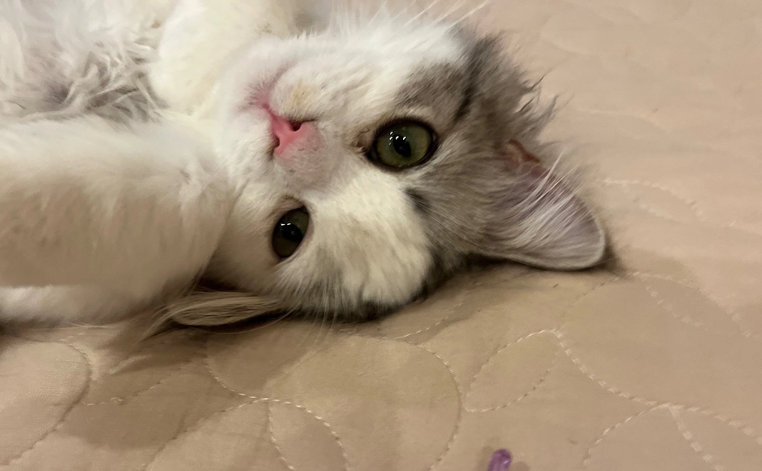 ４　ぽちゃのために　写真＋感謝メール