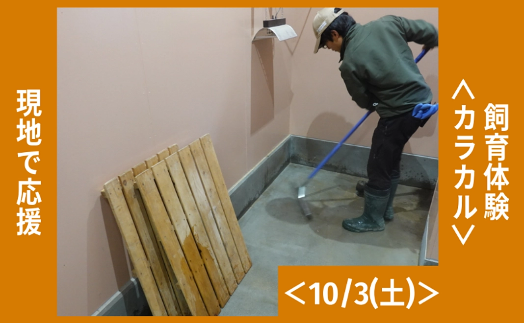 【10/31追加】現地で応援｜飼育体験＜カラカル｜10/3(土)＞（2名まで可）