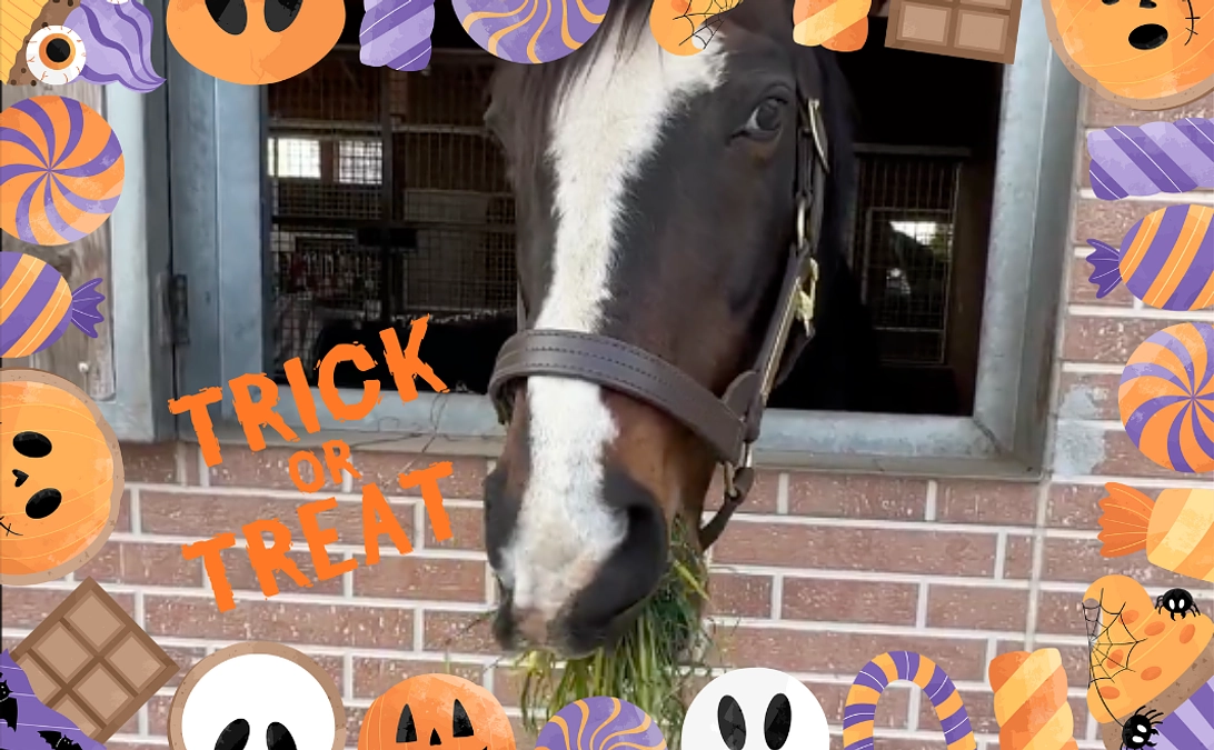 ハロウィン牧草プレゼントコースは本日23:59まで！