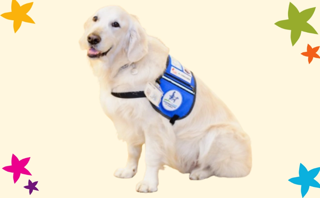 【法人向け】500万円寄付|候補犬のベストにお名前またはロゴワッペン(サイズ:大)【税制優遇対象】