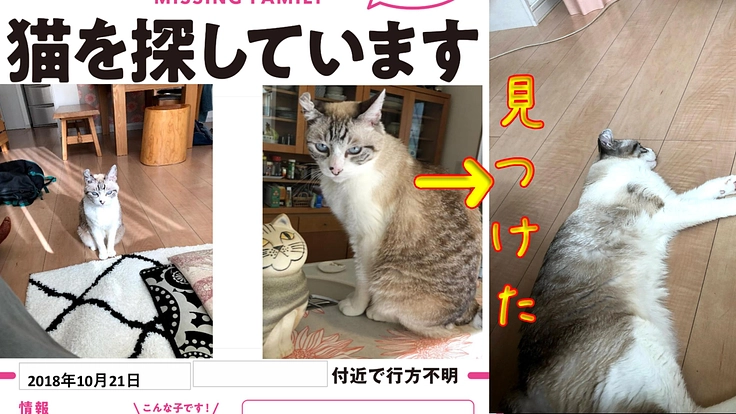 【迷子のペットをみんなで見つけよう！】PETMISSING（仮）