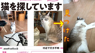 【迷子のペットをみんなで見つけよう！】PETMISSING（仮） のトップ画像