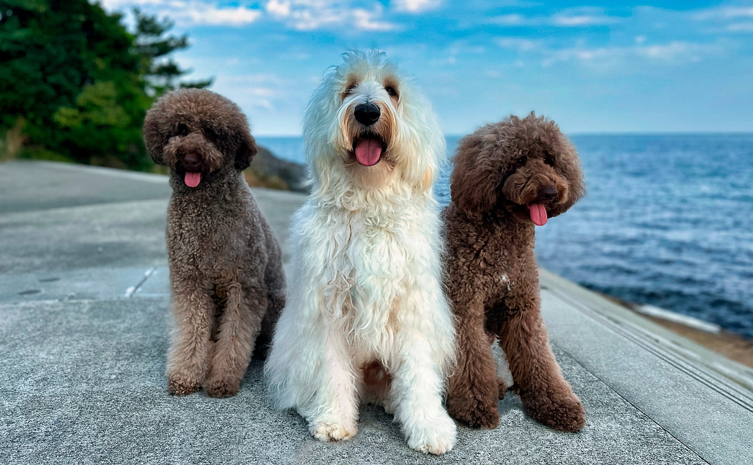 応援コース【3千円】