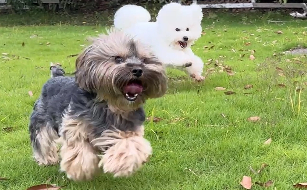 応援コース【200万円】