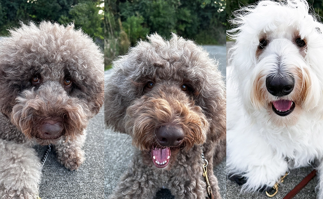 応援コース【1000万円】