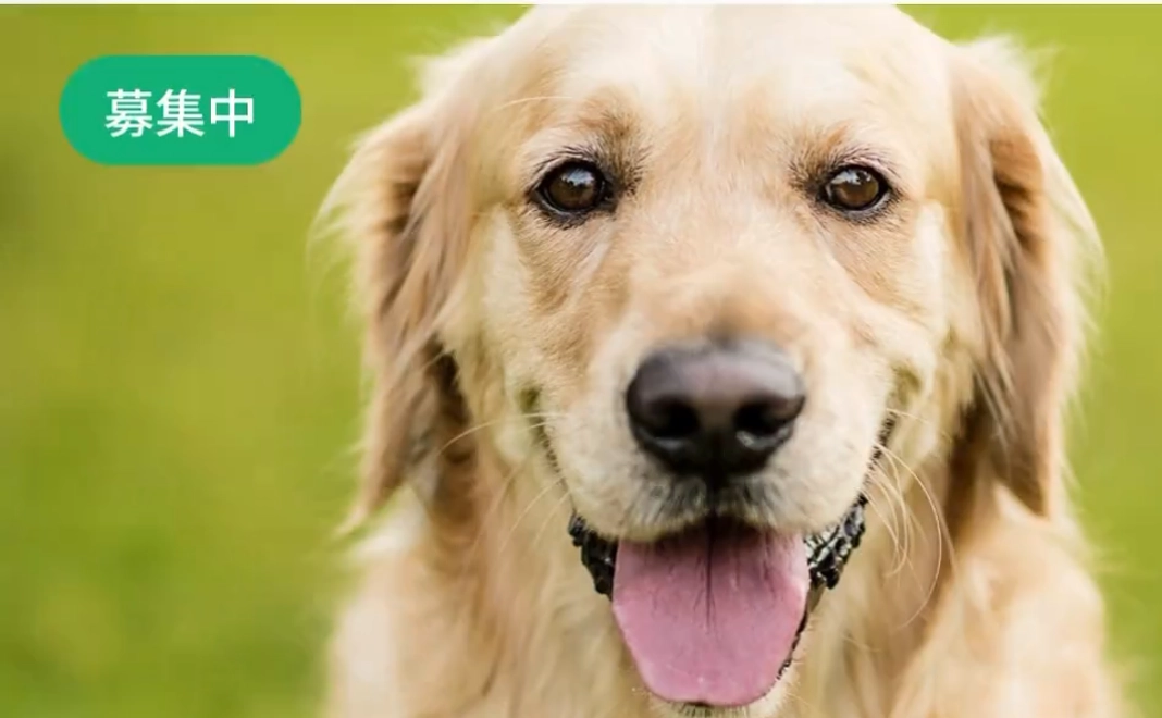 【上位表示権利】