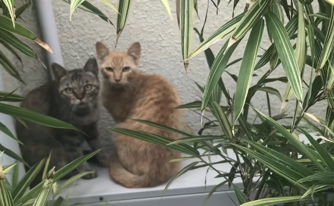 【上位表示権利+感謝のビデオメッセージ】