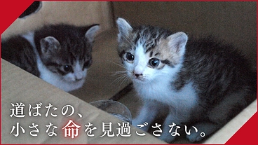 生後間もない子猫の命を繋ぐ。京都に子猫の初期医療を届けるしくみを のトップ画像