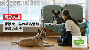 兵庫県で25年活動｜保護犬猫を救い幸せへつなぐ動物福祉団体に支援を のトップ画像