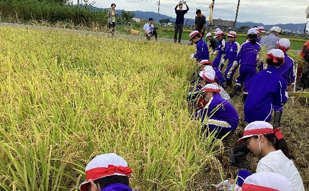 円山地区内で円山小学校5年生が育てたリゾット米使用の日本酒