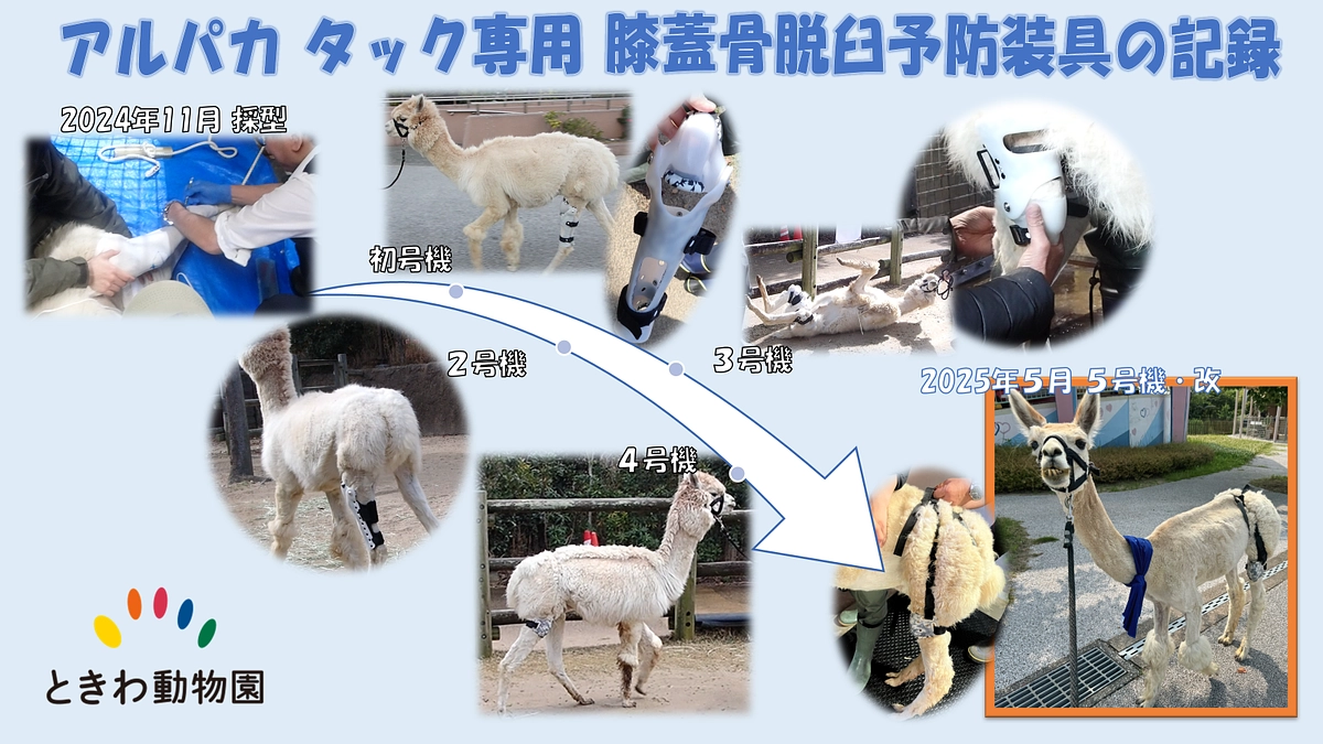 アルパカ用膝蓋骨脱臼予防装具の記録