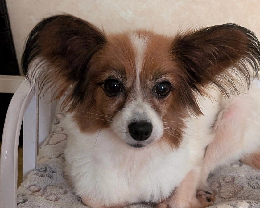 シェルターの活動報告