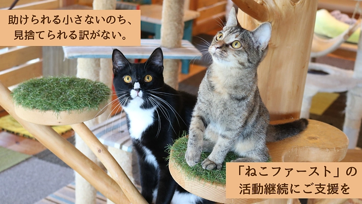 ログハウスでねこと人の縁を紡いで11年。ねこ達のいえ継続にご支援を