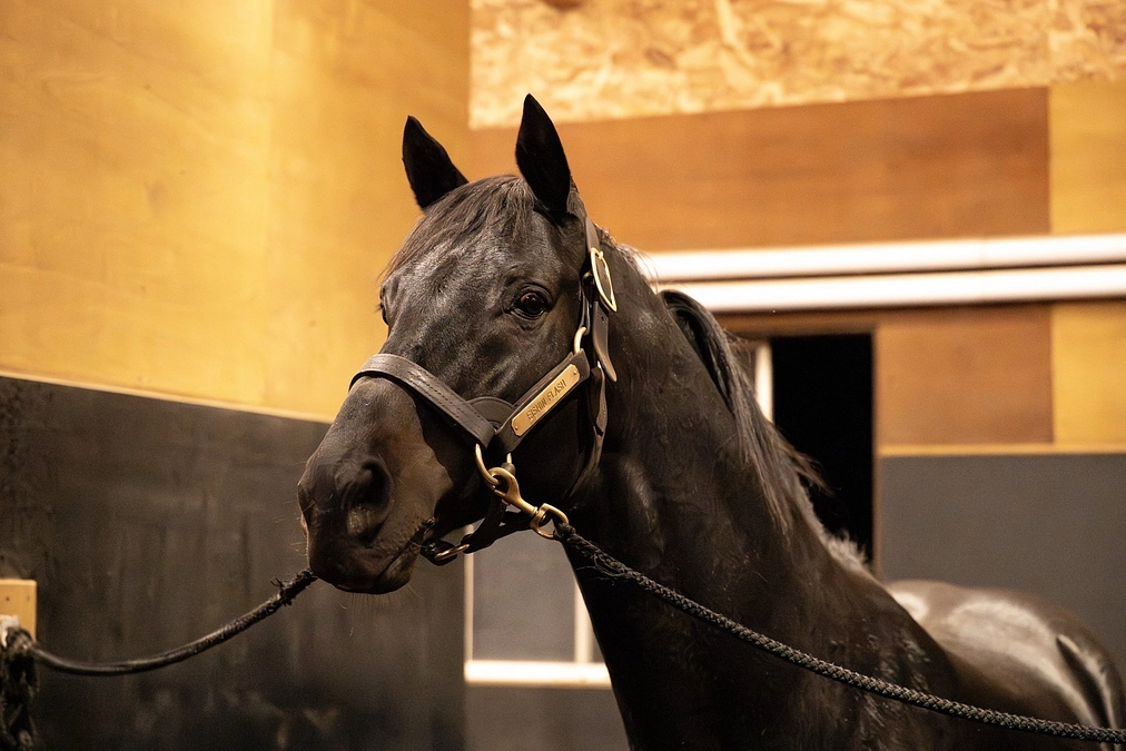 エイシンフラッシュが新たに仲間入りしました！