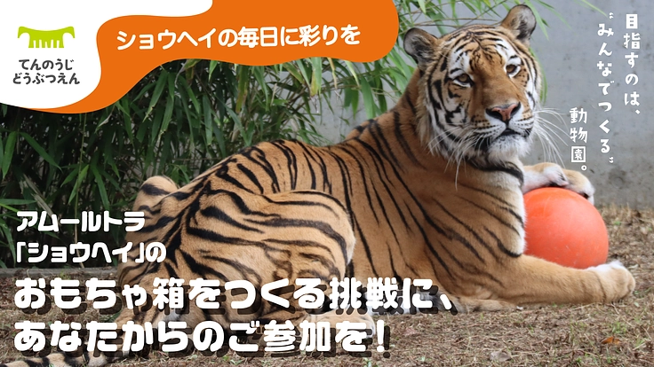 アムールトラ「ショウヘイ」に、みんなでつくるおもちゃ箱をプレゼント