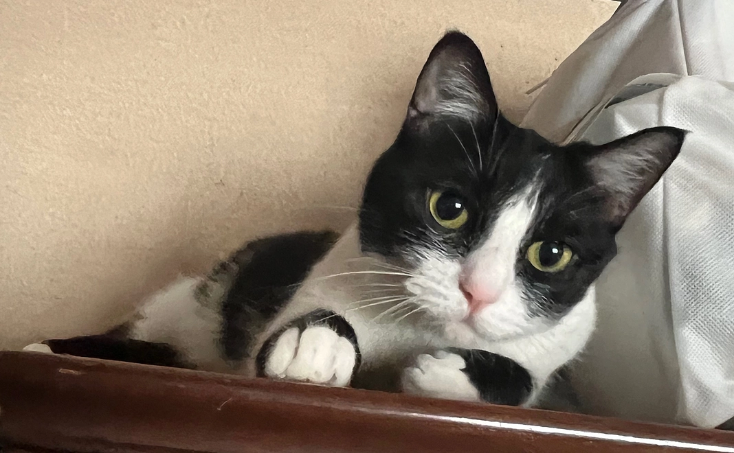 【アプリ内限定バッチ】