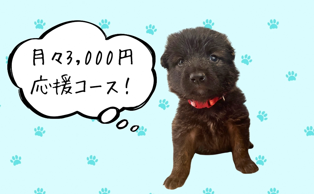 月々3,000円応援コース