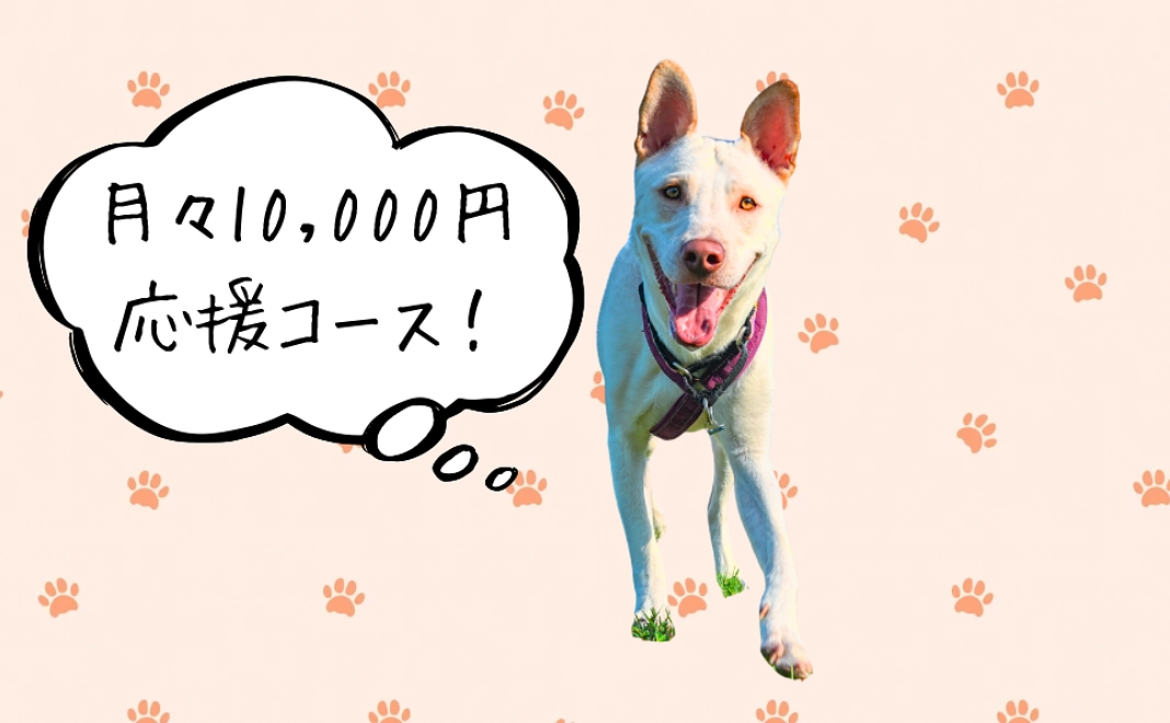 月々10,000円応援コース