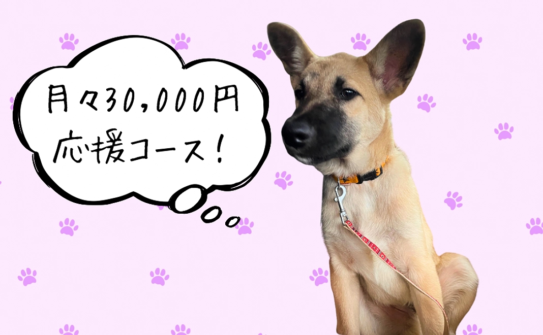 月々30,000円応援コース