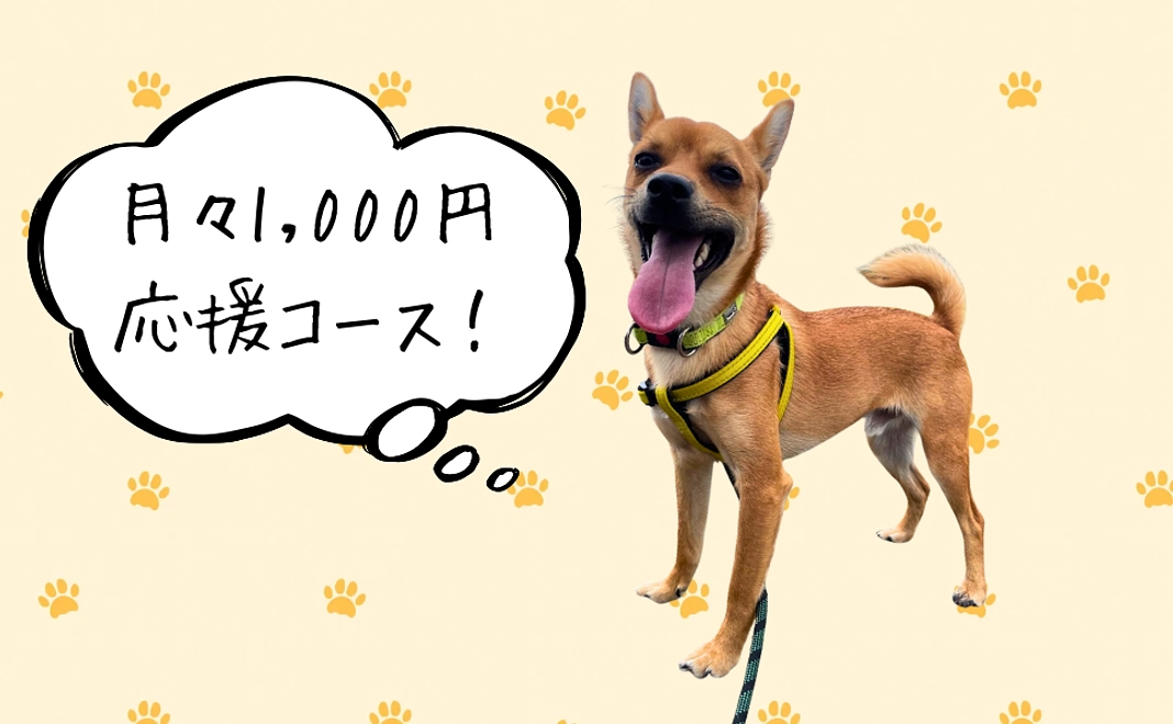 月々1,000円応援コース