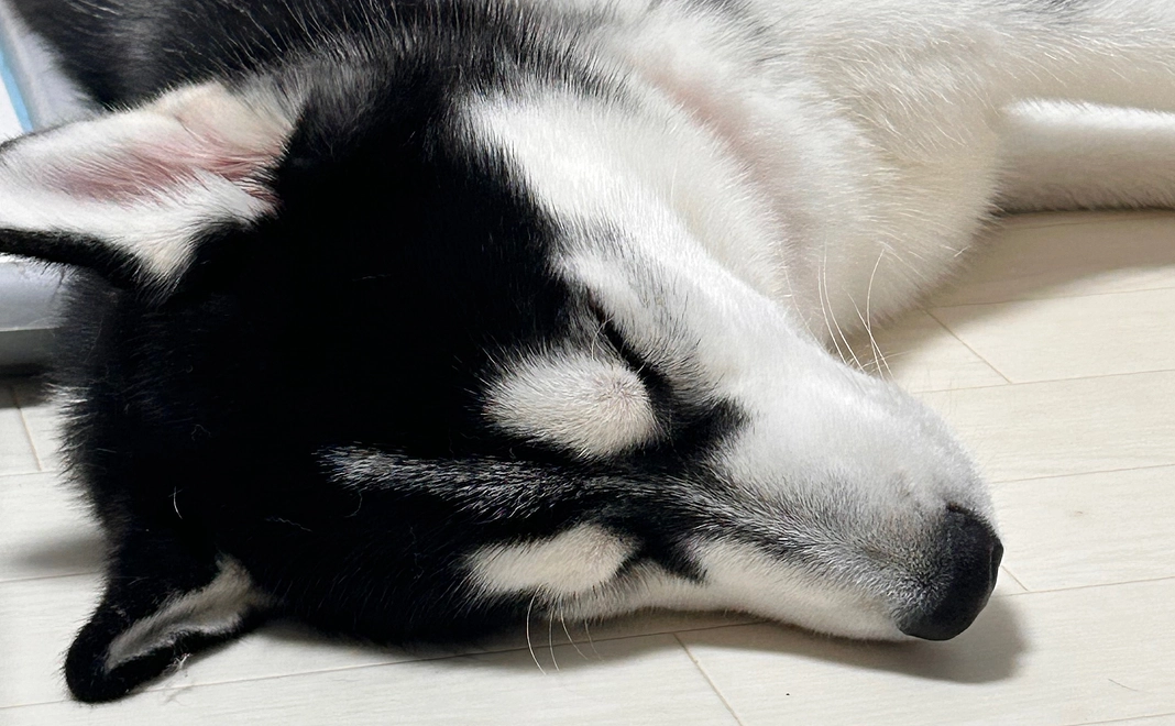 ありがとうございます。