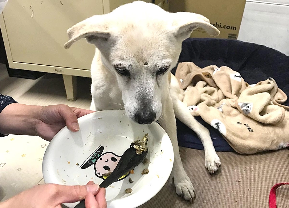 高齢犬のサポートは食事の介助などがとても大変です