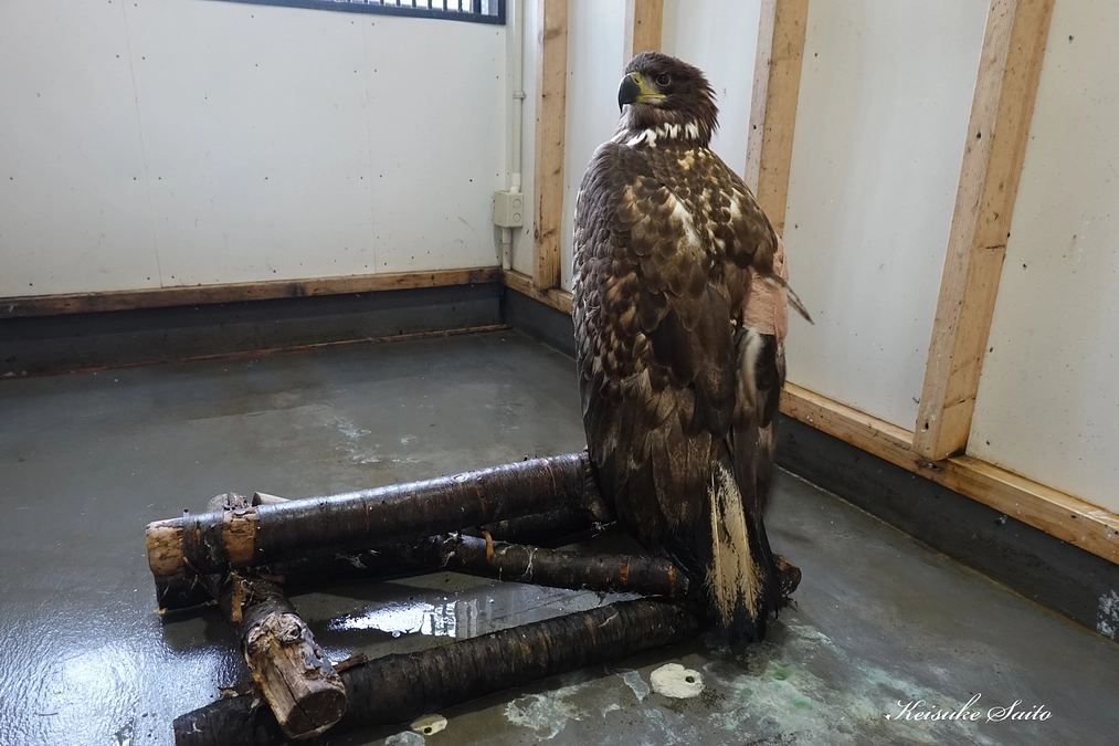 翼の先を失ったオジロワシの幼鳥、術後の経過は良好です！