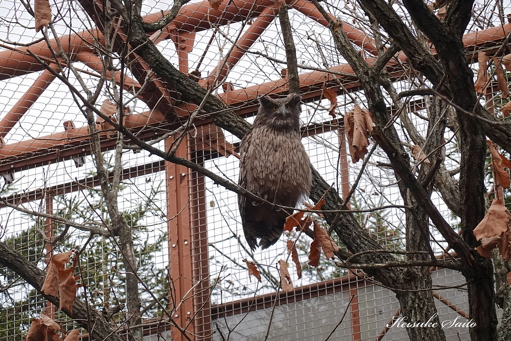 シマフクロウ「なつ」のリハビリは順調です！