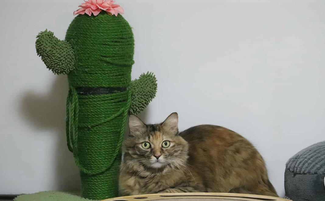 サンクスメール