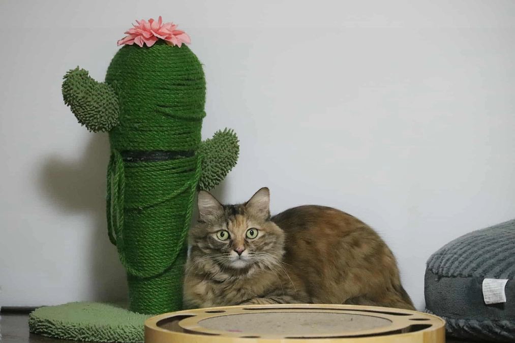 常石の新店舗、10月31日に開店しました。