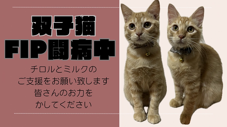 〈チロルとミルクを助けたい〉治療費のご支援をお願いします！