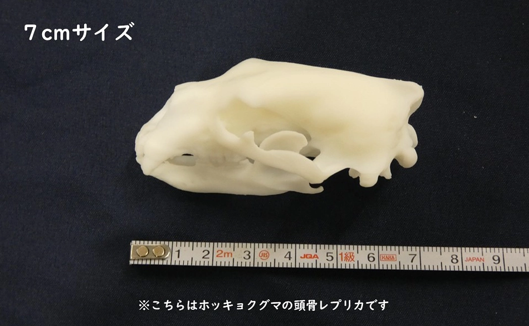 5種から選べる頭骨レプリカ（7cmサイズ）