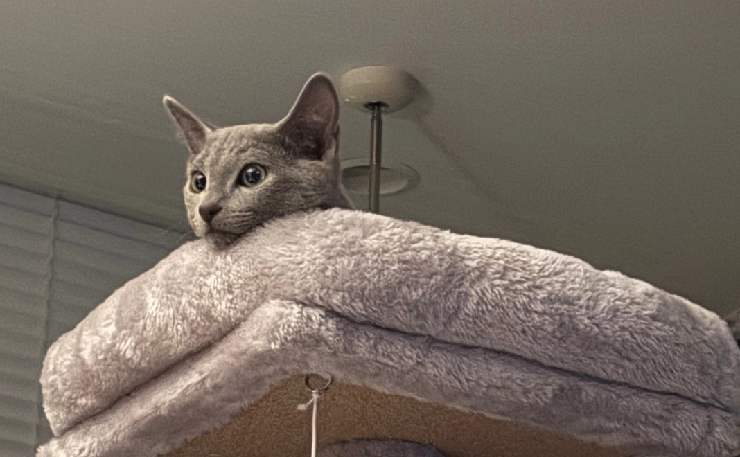 ぶる支援(3000円)リターン不要の方