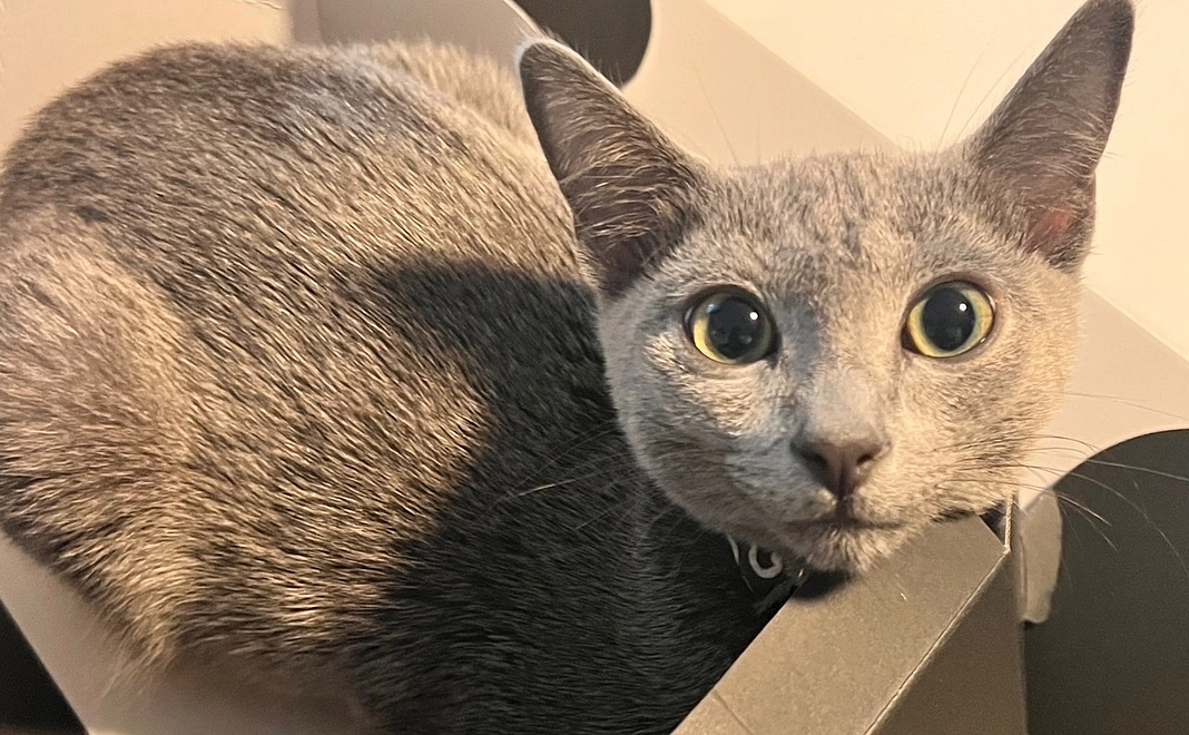 ぶる支援(3万円)感謝のメール、画像2枚