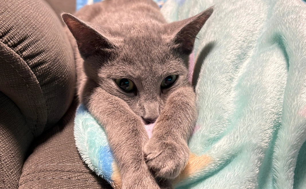 ぶる支援(500円)リターン不要の方