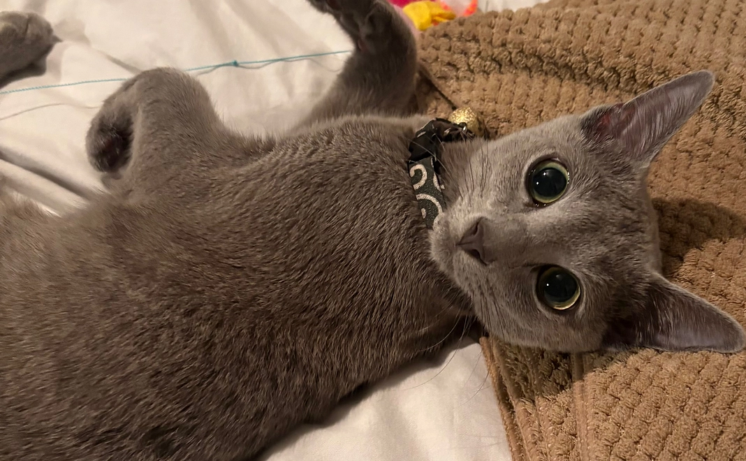 ぶる支援(5000円)リターン不要の方